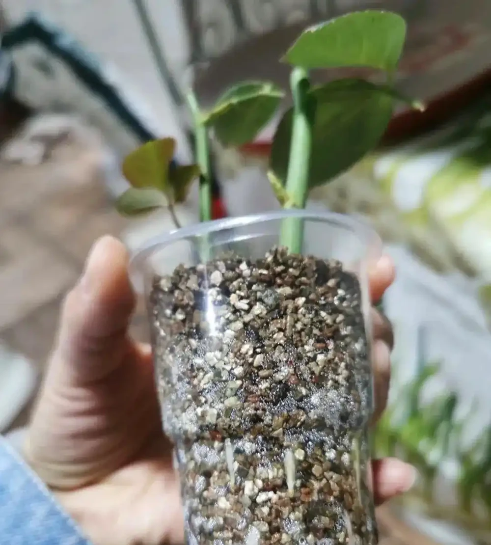 插枝總失敗,教你5個技巧,10天長出大白根,插一棵活一棵!