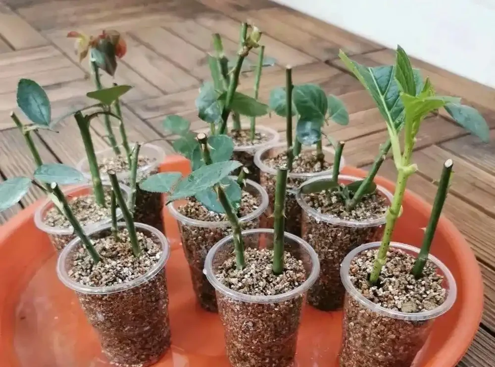 插枝總失敗,教你5個技巧,10天長出大白根,插一棵活一棵!