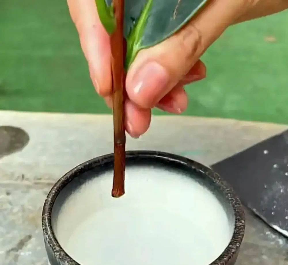 插枝總失敗,教你5個技巧,10天長出大白根,插一棵活一棵!