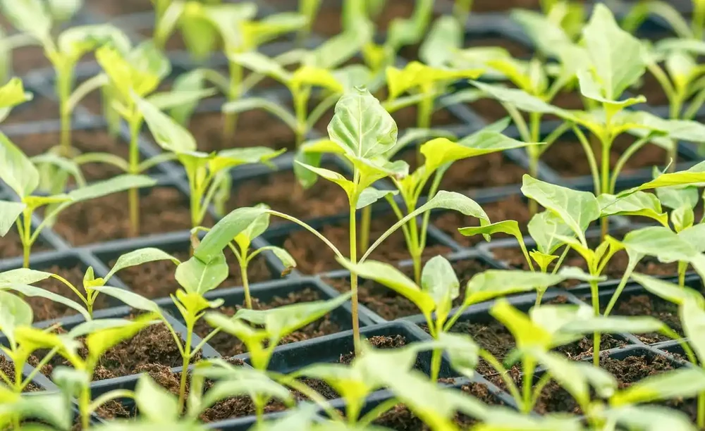 怎麼種植黃金苗?需要注意的哪幾點?