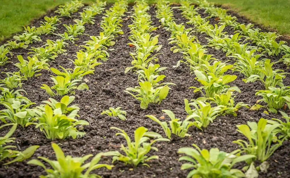 怎麼種植黃金苗?需要注意的哪幾點?