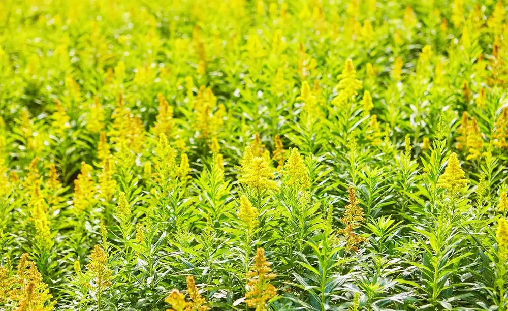 怎麼種植黃金苗?需要注意的哪幾點?