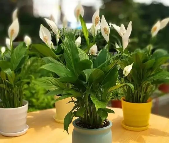 5種花會「催眠」,臥室養一盆,晚上睡得香,人養花,花更養人