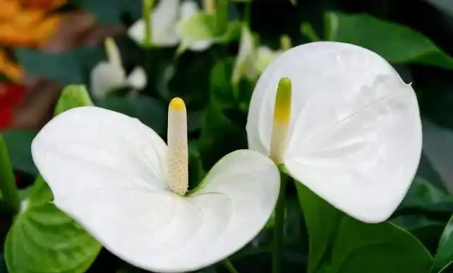 5種花會「催眠」,臥室養一盆,晚上睡得香,人養花,花更養人