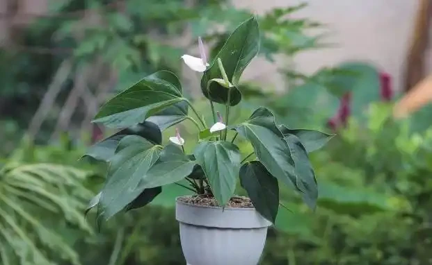 5種花會「催眠」,臥室養一盆,晚上睡得香,人養花,花更養人