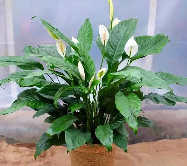 5種花會「催眠」,臥室養一盆,晚上睡得香,人養花,花更養人