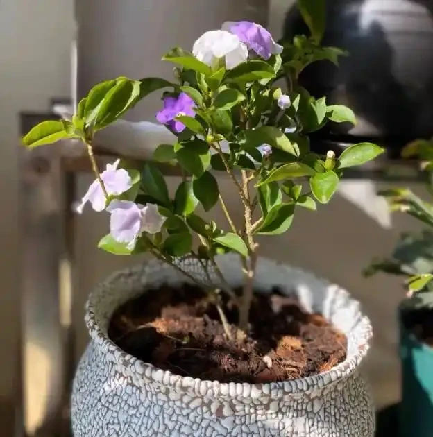 5種花會「催眠」,臥室養一盆,晚上睡得香,人養花,花更養人