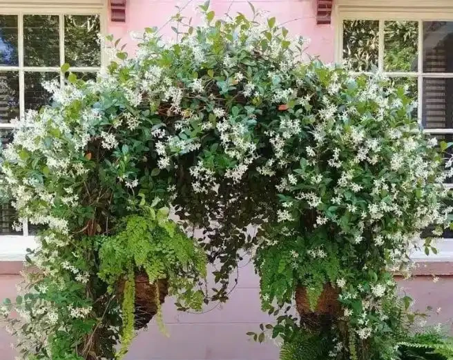 5種花會「催眠」,臥室養一盆,晚上睡得香,人養花,花更養人