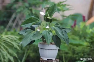 5種花會「催眠」，臥室養一盆，晚上睡得香，人養花，花更養人