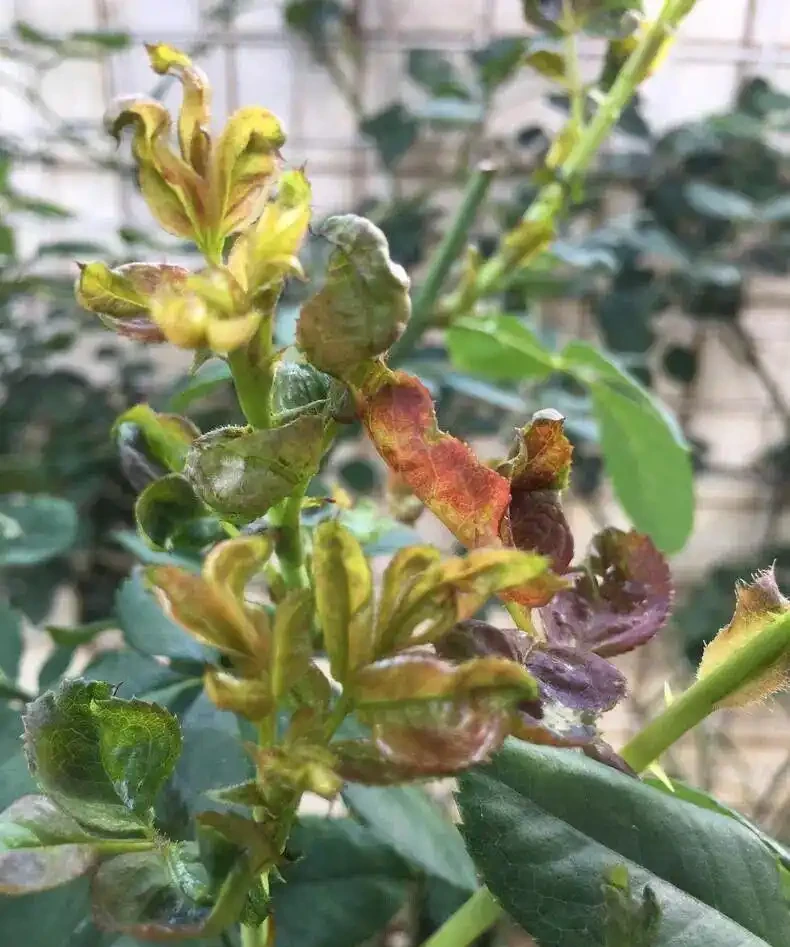 玫瑰常見的六種蟲害及防治辦法