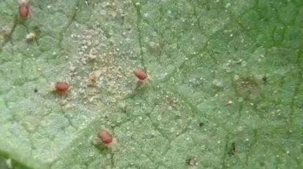 玫瑰常見的六種蟲害及防治辦法