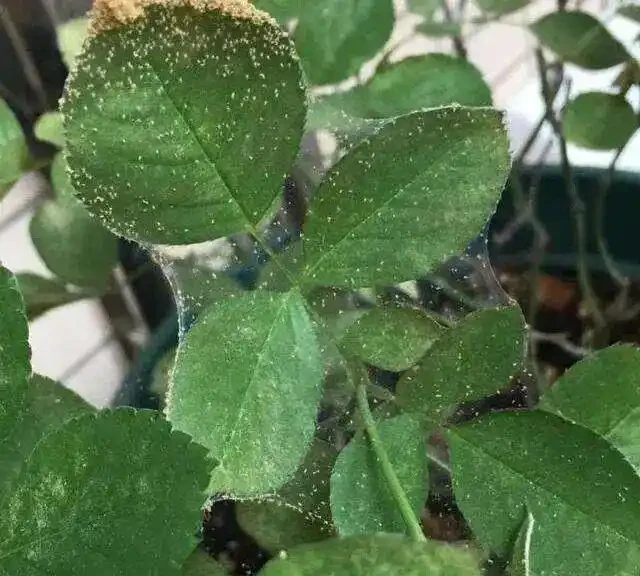 玫瑰常見的六種蟲害及防治辦法