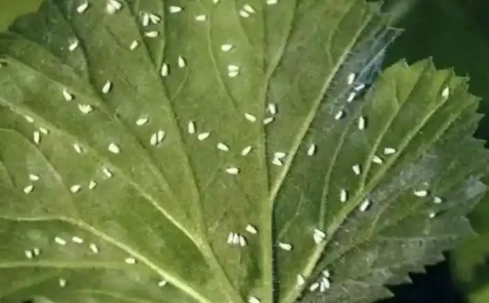 玫瑰常見的六種蟲害及防治辦法
