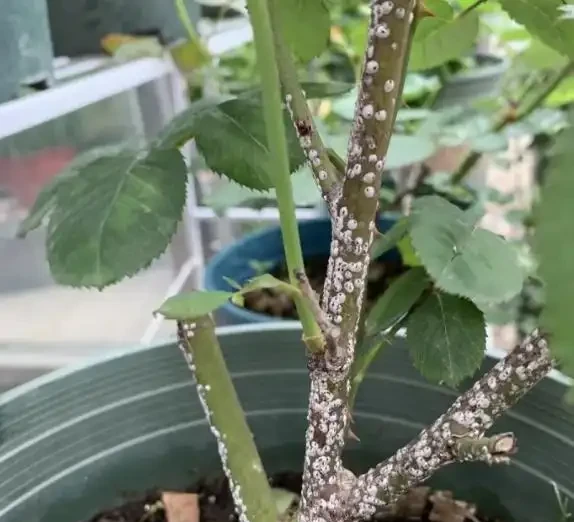 玫瑰常見的六種蟲害及防治辦法