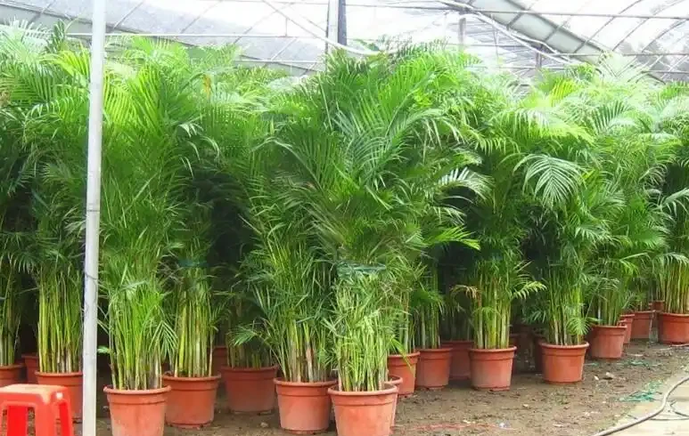 鳳尾竹怎麼養護和管理?鳳尾竹養護需要注意哪些方面?
