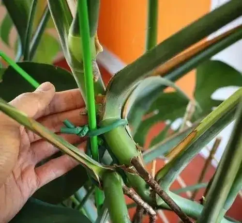 龜背芋小苗,做好這幾點,快速長成「小森林」