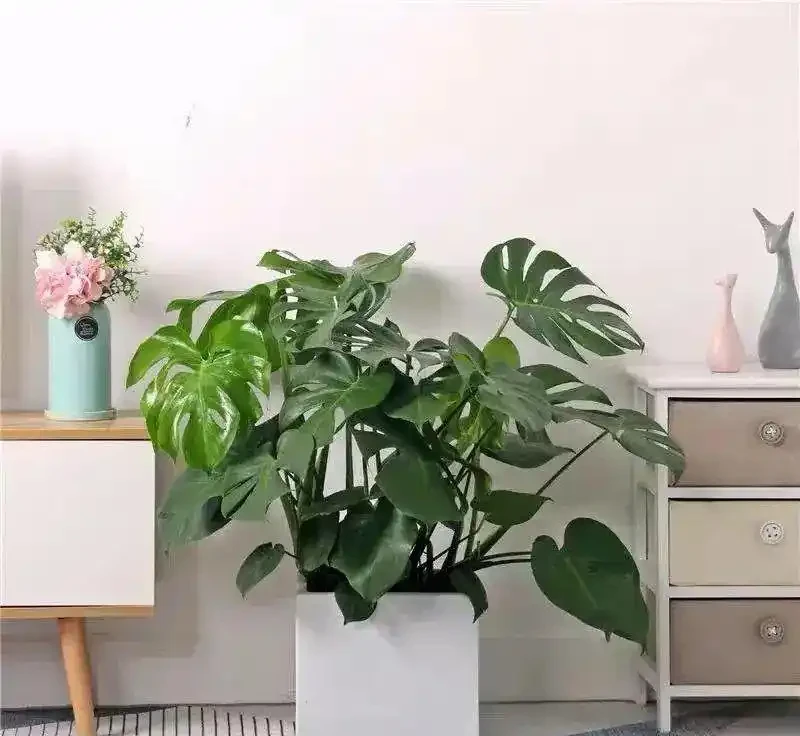 龜背芋小苗,做好這幾點,快速長成「小森林」