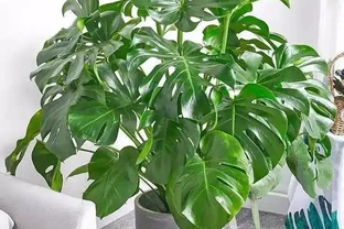 龜背芋小苗，做好這幾點，快速長成「小森林」