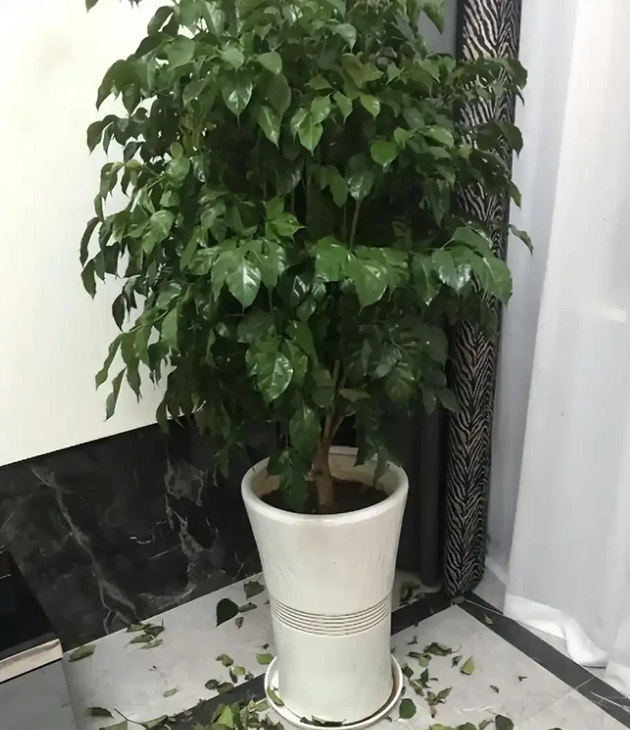 幸福樹掉葉子一碰就掉,怎麼補救