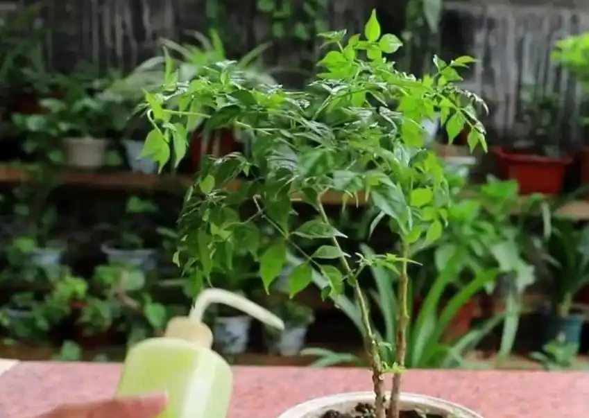 幸福樹掉葉子一碰就掉,怎麼補救