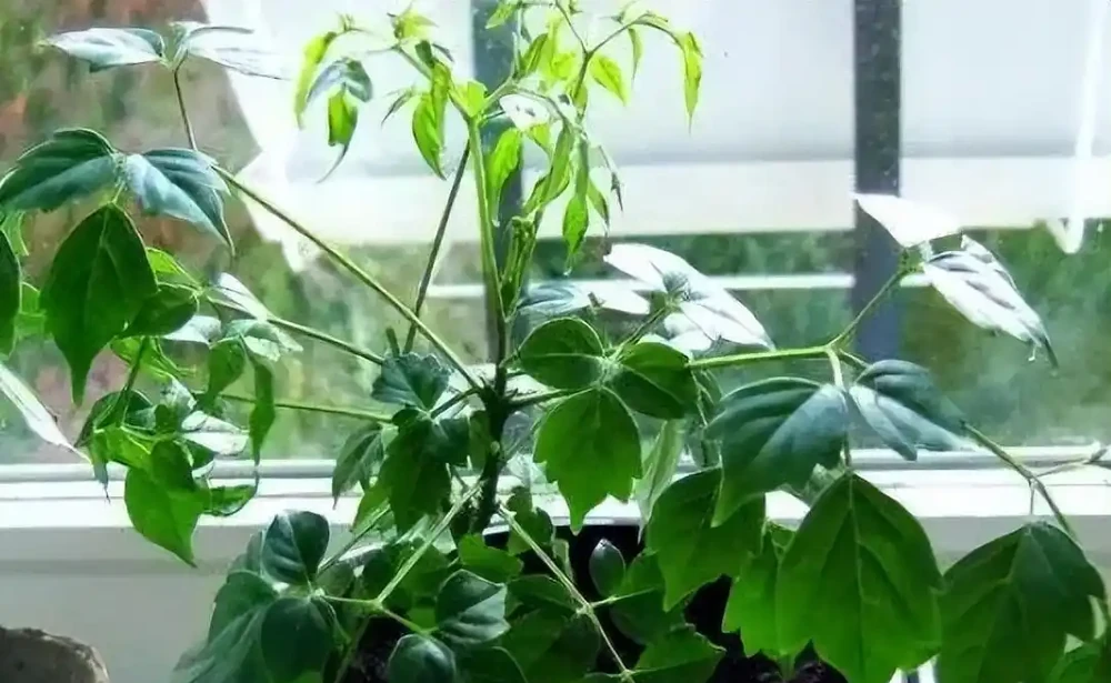 幸福樹掉葉子一碰就掉,怎麼補救