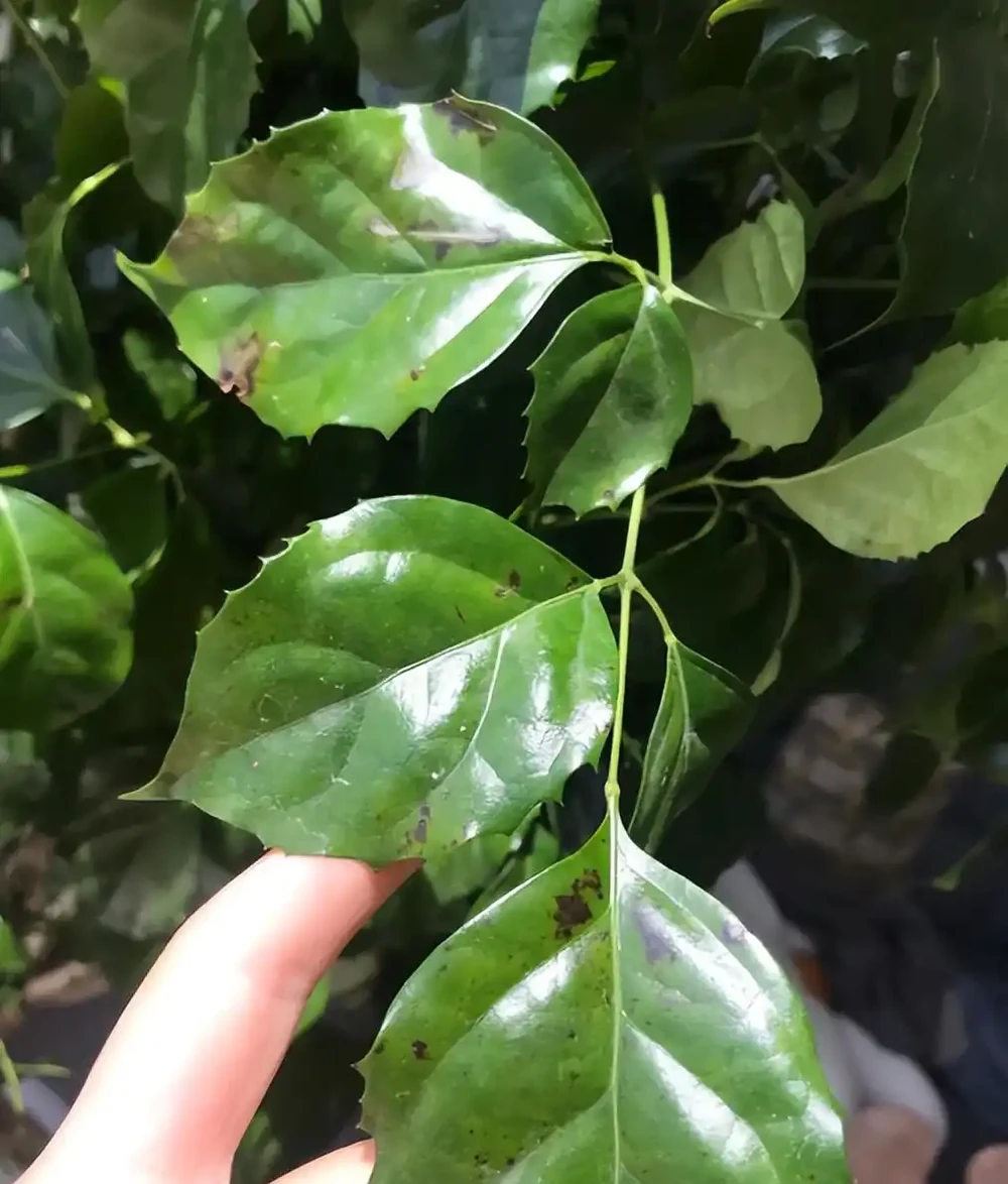 幸福樹掉葉子一碰就掉,怎麼補救