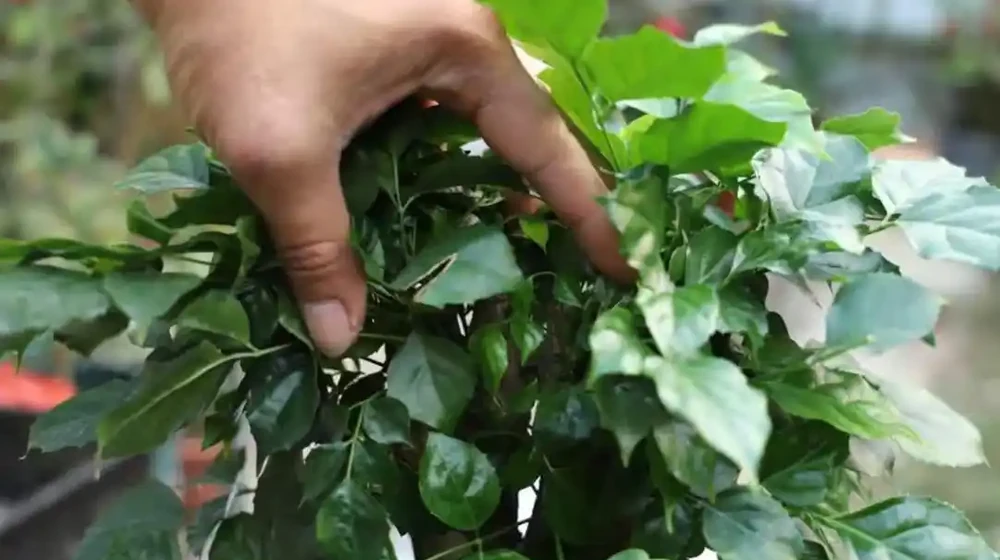 幸福樹掉葉子一碰就掉,怎麼補救