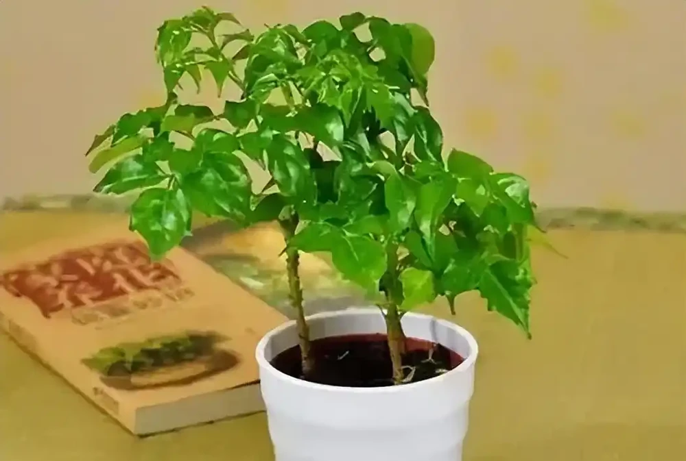 幸福樹掉葉子一碰就掉,怎麼補救