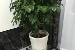幸福樹掉葉子一碰就掉，怎麼補救