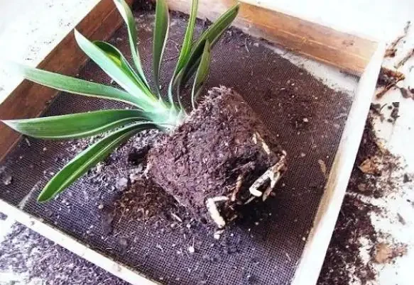 君子蘭用什麼肥料最好?沒有這一說,只有分情況分階段,科學用肥