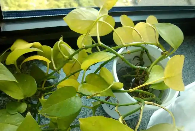葉片萎蔫、發黃……多半是這5種原因,對症下藥,才能藥到病除!