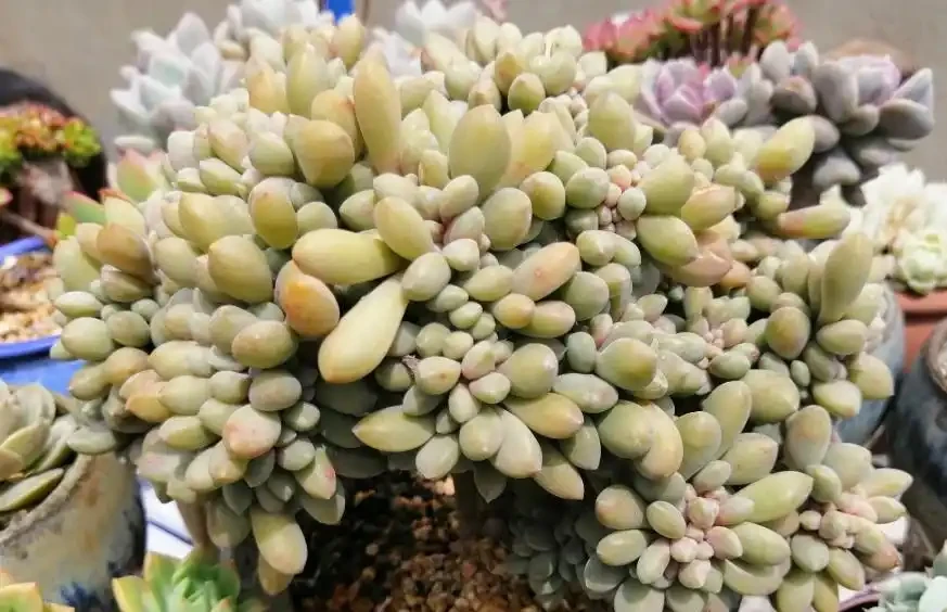 多肉植物掉葉子怎麼辦?逃不過8種原因,對號入座,合理應對