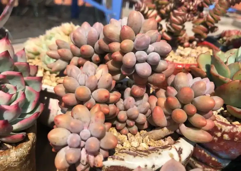 多肉植物掉葉子怎麼辦?逃不過8種原因,對號入座,合理應對