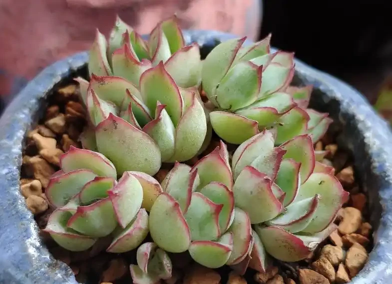 多肉植物掉葉子怎麼辦?逃不過8種原因,對號入座,合理應對
