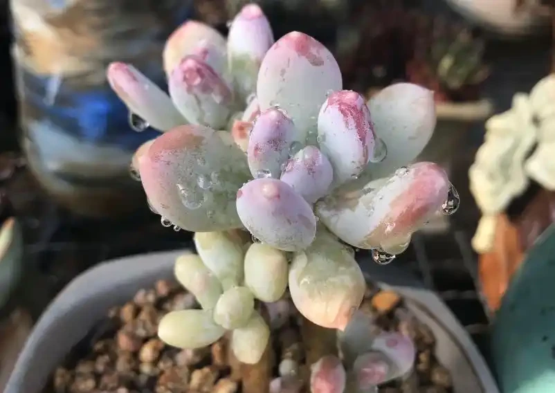 多肉植物掉葉子怎麼辦?逃不過8種原因,對號入座,合理應對