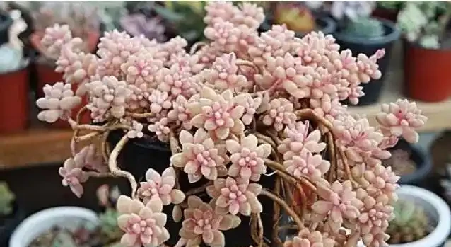 多肉植物掉葉子怎麼辦?逃不過8種原因,對號入座,合理應對