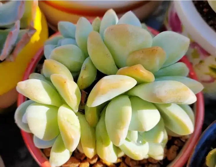多肉植物掉葉子怎麼辦?逃不過8種原因,對號入座,合理應對