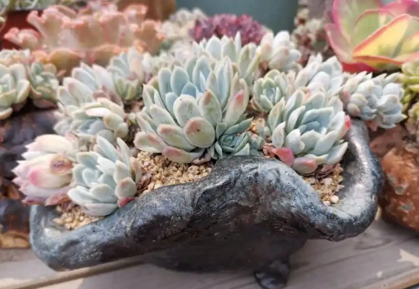多肉植物掉葉子怎麼辦?逃不過8種原因,對號入座,合理應對