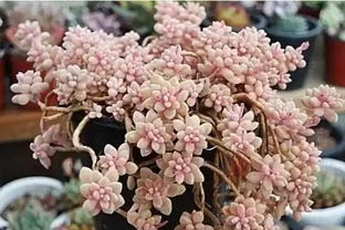 多肉植物掉葉子怎麼辦？逃不過8種原因，對號入座，合理應對