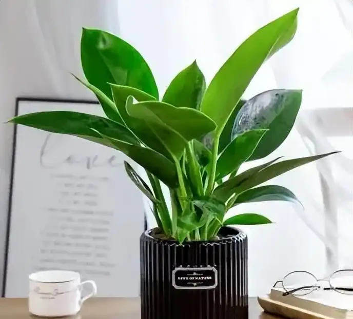 金磚花卉應該如何養
