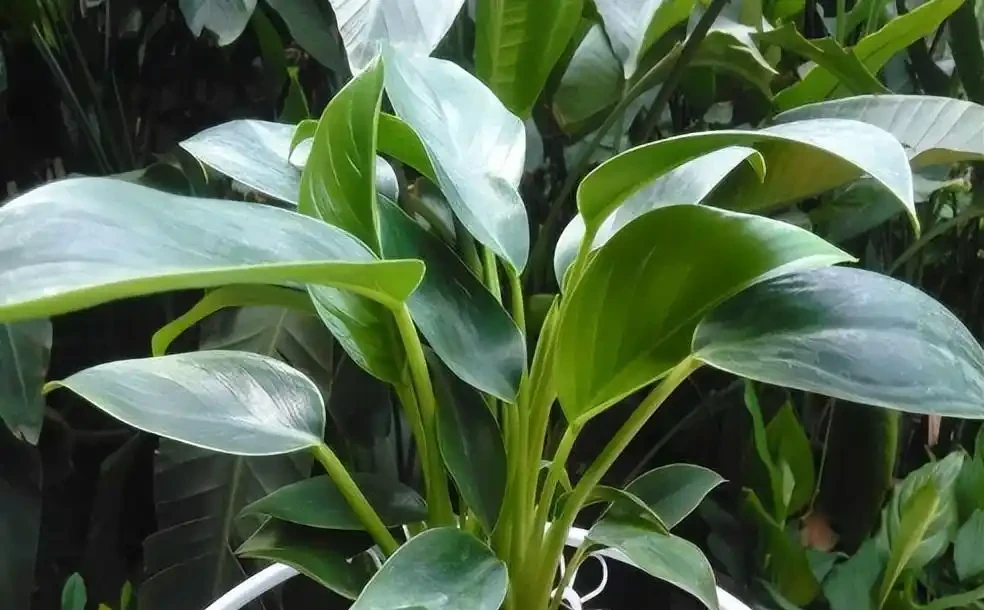 金磚花卉應該如何養