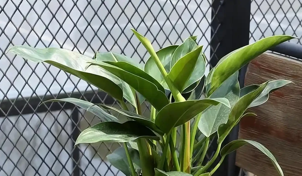 金磚花卉應該如何養