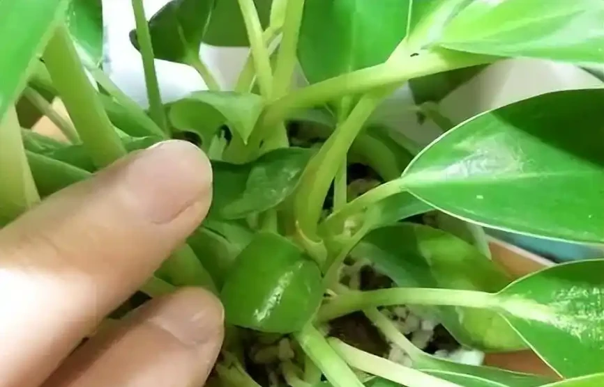 金磚花卉應該如何養