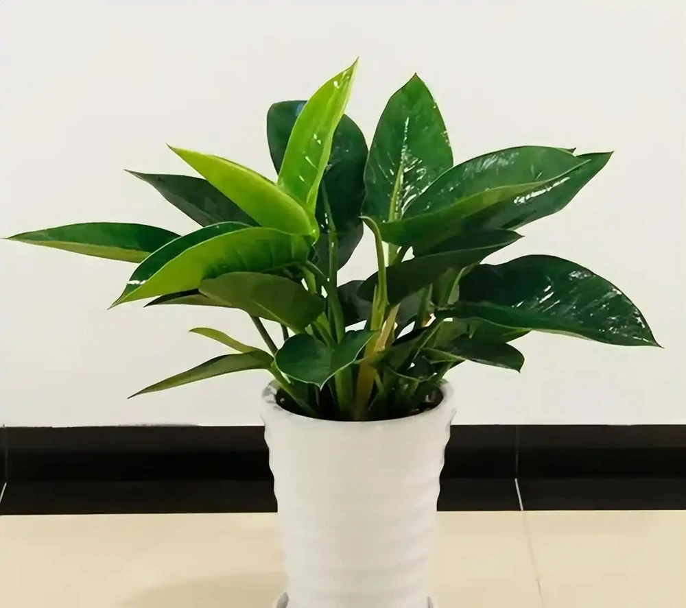 金磚花卉應該如何養
