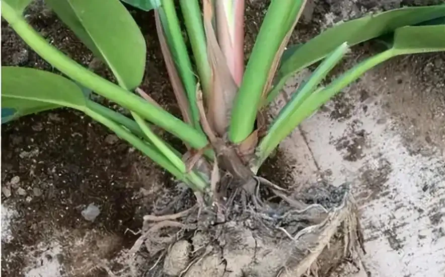 金磚花卉應該如何養