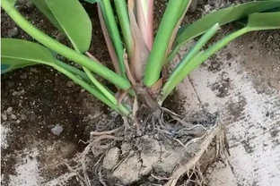 金磚花卉應該如何養