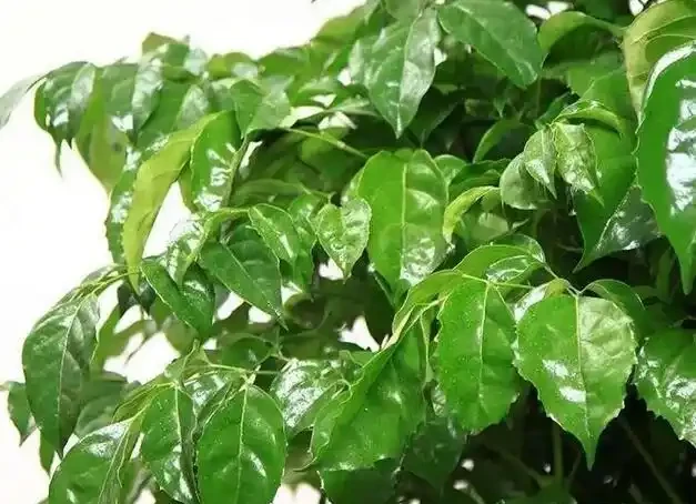 幸福樹最愛「2種水」，定期澆灌，做好「3點」，葉片油綠不掉葉