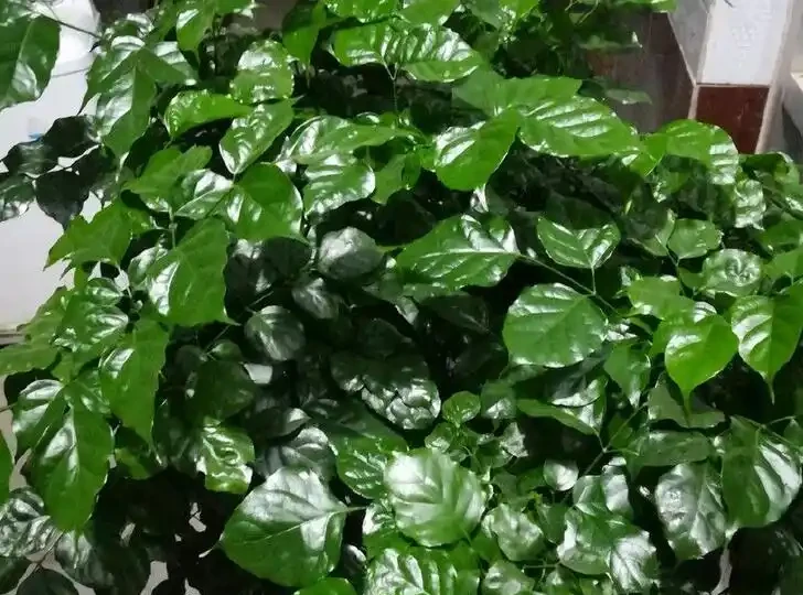 幸福樹最愛「2種水」，定期澆灌，做好「3點」，葉片油綠不掉葉