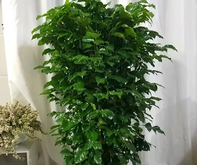 幸福樹最愛「2種水」，定期澆灌，做好「3點」，葉片油綠不掉葉