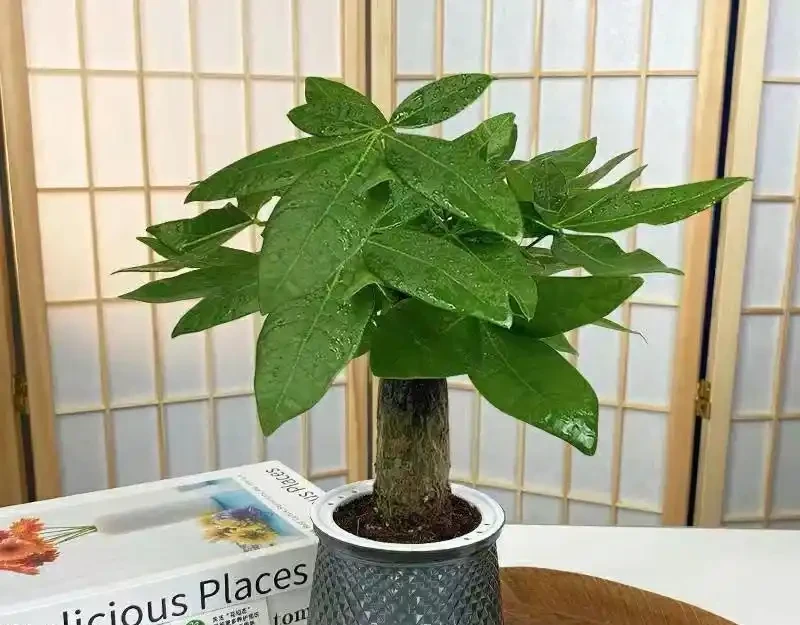 發財樹愛「喝」這種水,每月澆一次,新葉蹭蹭冒